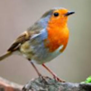 Meet your Posher, Saadia